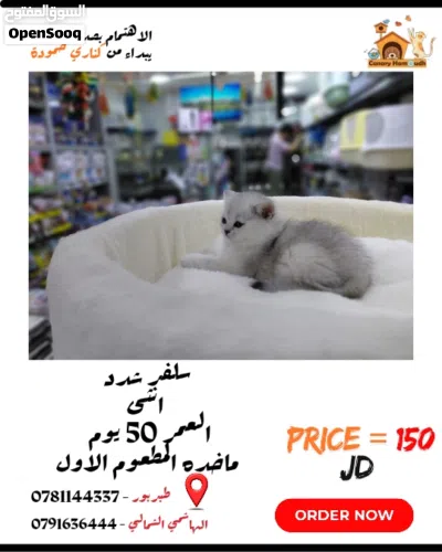 سكوتش ستريت سلفر شدد 4