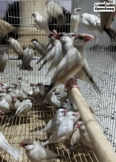 زيبرا بوده صحتها الله يبارك 15 طرف السعر 50 دينار الطرف جمله على 40 4