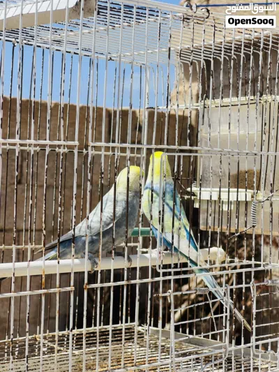 متاح جوز رينبو ذكر فحمي وانتى ملكي ماشاء الله 3