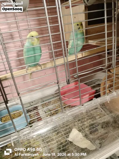 golden face green rainbow budgie pair full breeding mood 45 kd 2