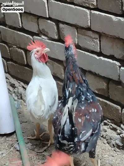 5 ديوجه للبيع 4