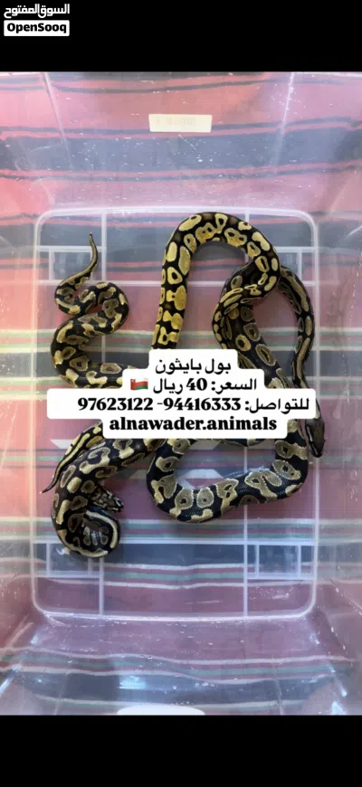 افاعي بول بايثون-كنج سنيك 3