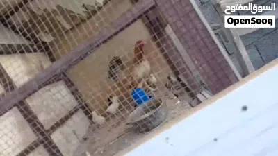 دجاجه تحتها 7الله يبارك ماشاء الله يبارك ماشاء الله يبارك ماشاء الله يبارك ماشاء الله يبارك ماشاء ال 2