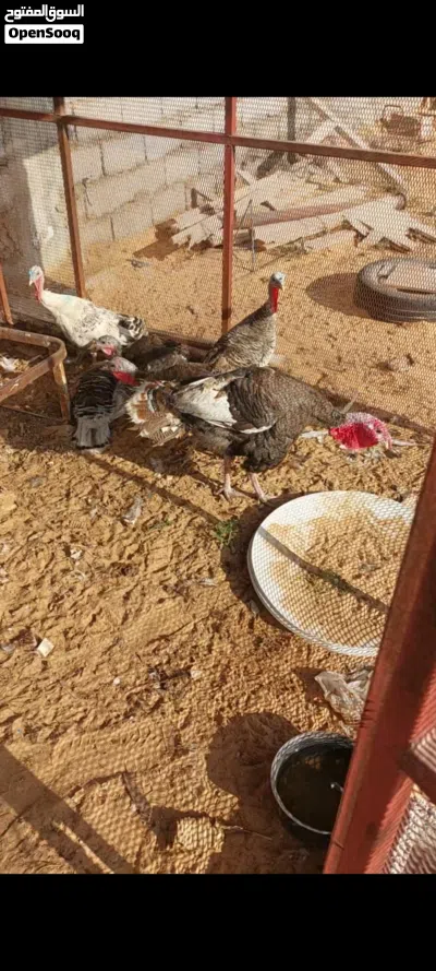 كوبيــــــــــة ديــــــــــك رومــــــــــي 2