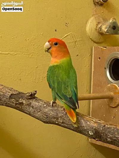 3 love birds and cocktail 4