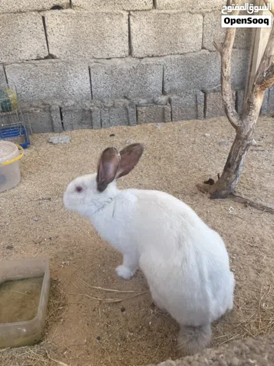 دكر ارنب ساوم 2