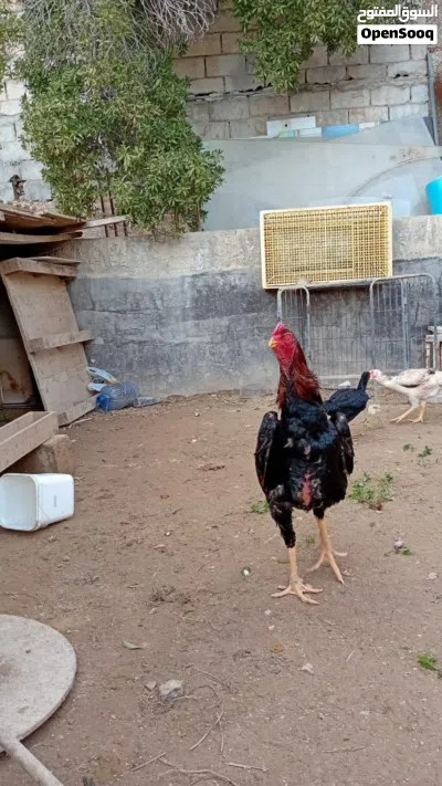 ديك باكستاني للبيع 3