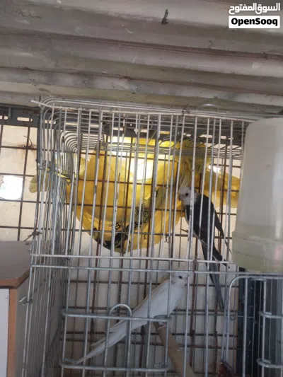 جوز شغالات الذكر وايت فيس وانثى بيضه عين حمره 3