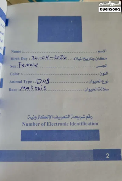 جروة مالينوا أنثى 4