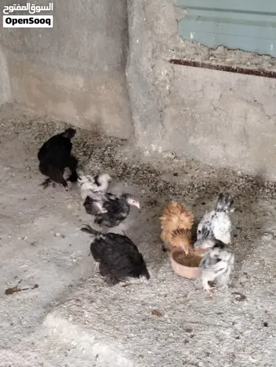 صيصان براهمي عمر من شهرين ل ثلاث اشهر صحه والنضافه ماشاء الله 2