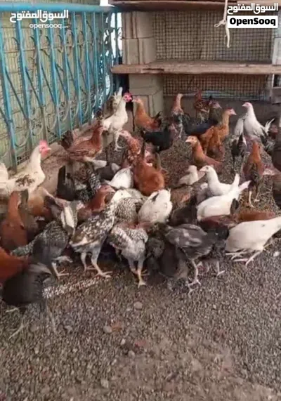 دجاج عماني للبيع 2