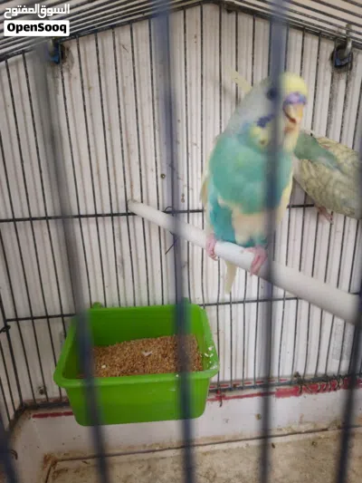 كوبيا بقلينو الوان ربي يبارك 3