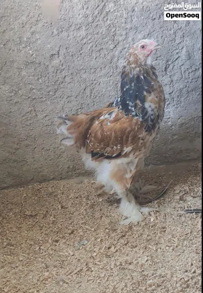 ديك براهما بورسلان 4