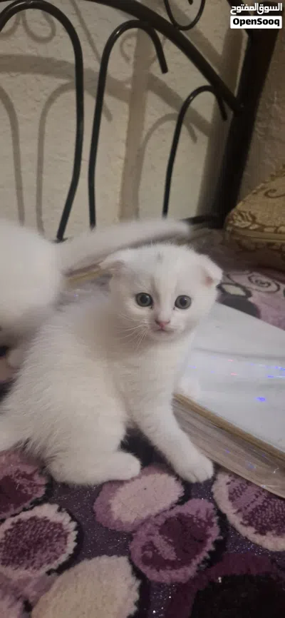 قطط للبيع بداعي لسفر ضروري 3