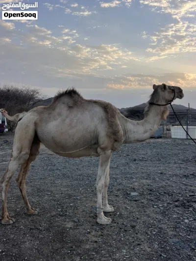 ناقه مدني وسلاله طيبه 2