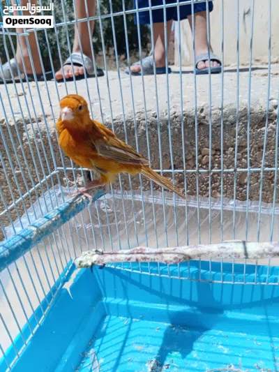 فحل زي النار وطيره جاهزه لافه عش 3