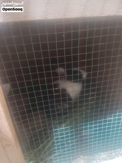 أرنب اعشره للبيع 4