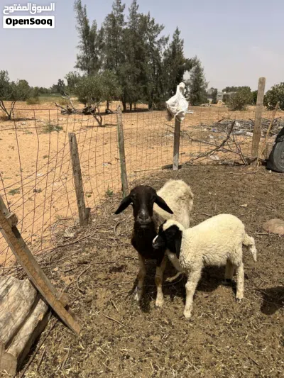 نعجة اول جمع تحتها فطيمة للبيع 2