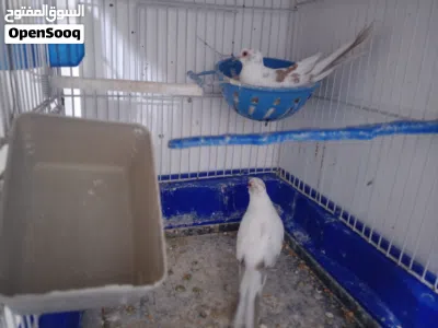 جوز حمام ماسي مشجرات شغالات للبيع 3