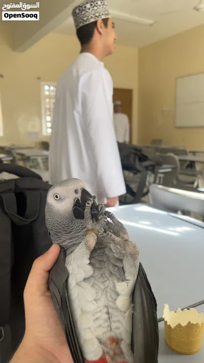 بغبغاء كاسكو 3