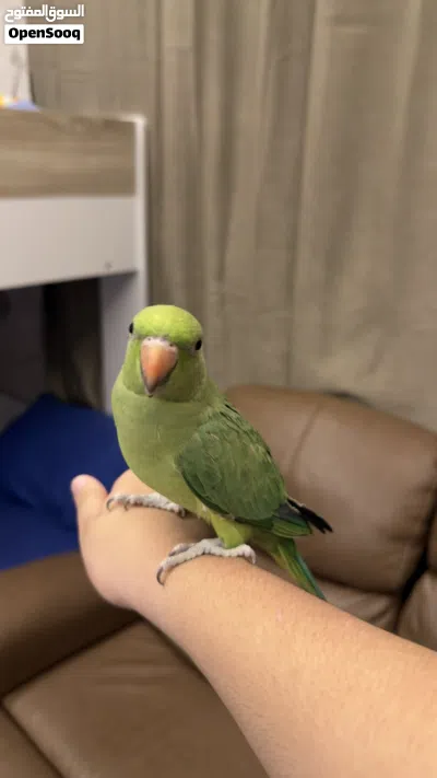 6 months parrot hand tame free flying tame 2