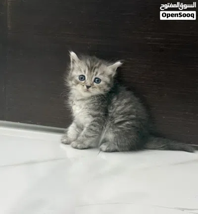 قطط شيرازي 3