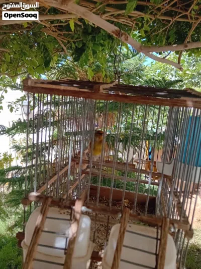 عصفور جغل للبيع 2