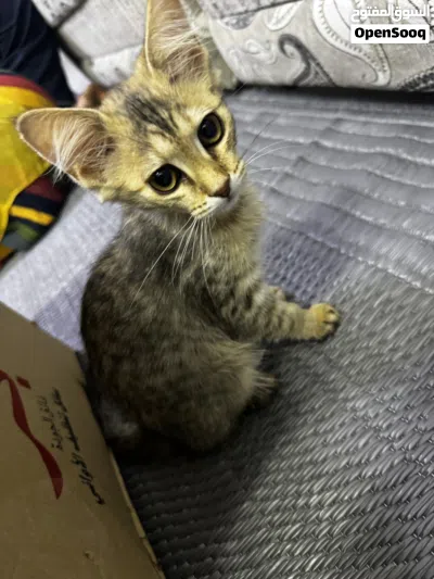 قطط شيرازي مهجن تايجر 4