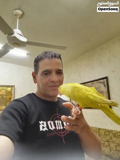 ببغاء دره مزرعة لون اصفر أنثى متكلمه بحدود كلمتين 3