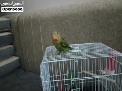 روز مروض فل اتناديه يجي انتي 2