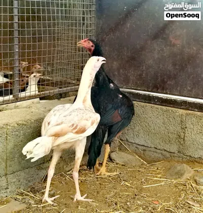 دجاج للبيع اقرا الوصف 4