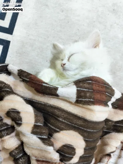 قطط شيرازي انثى وذكر عمر 4 شهور 3
