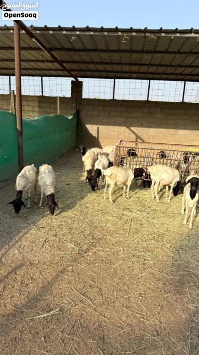 خرفان صوماليات سمان فول يصلحن للذبح و التربيه يوجد لدي خدمة توصيل و التوصيل الموقع بركاء خلف التنين 4