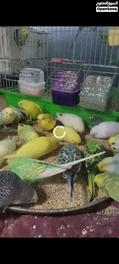 طيور بادجي .بقلينو حضيره 3