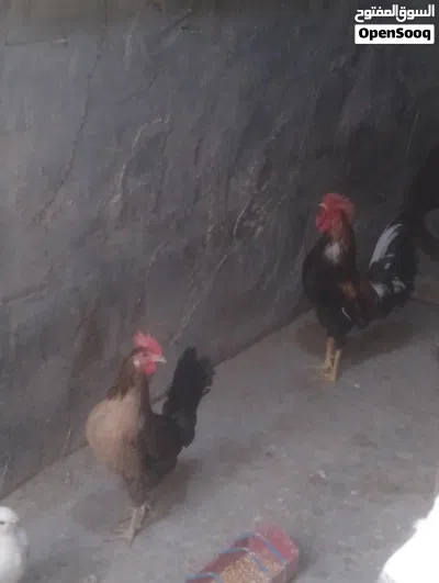 للبيع ديج ودجاجه كويتي 3