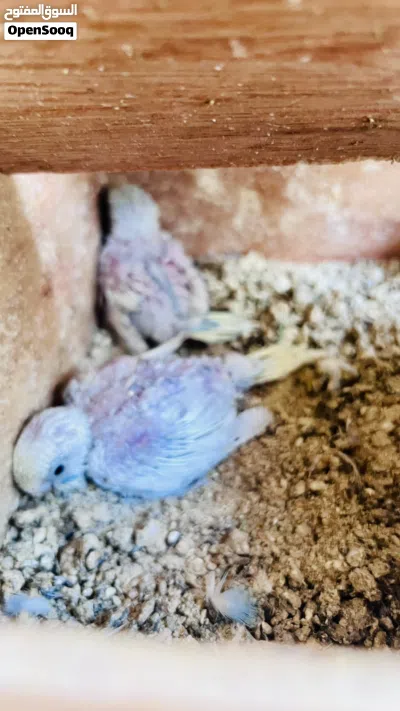 كوبيا سبانجل تحتها 2 فروخ 4