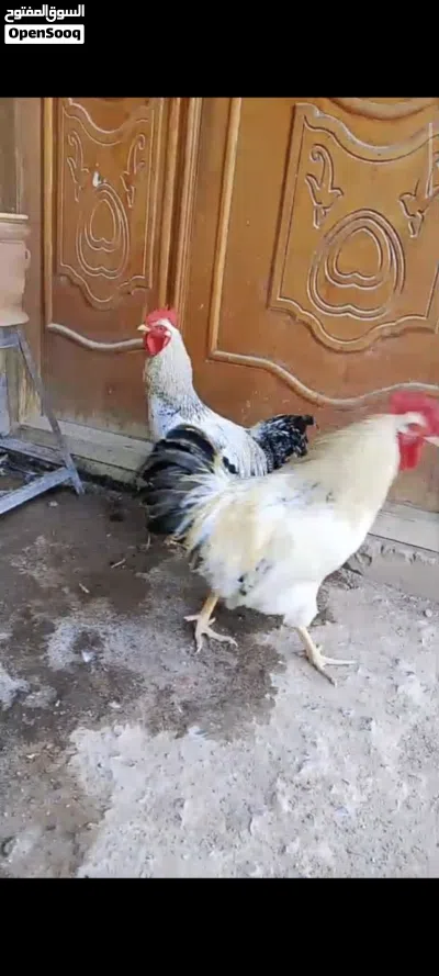 ديوجه ثنين 2