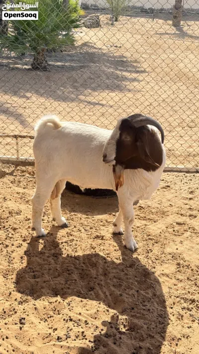 Bore goats 2