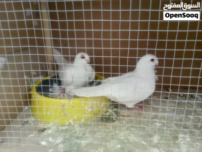 جواز حمام انظاف صحه للبيع في إربد 3