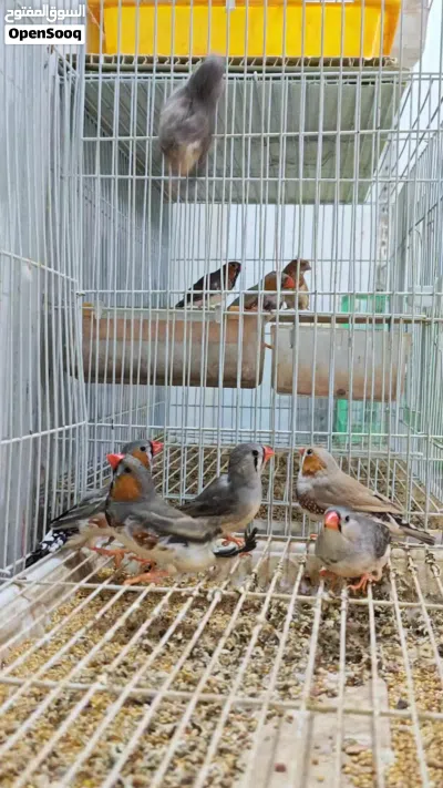ثلاث ازواج فناجس حجم سوبر جامبو بزارات سعر زوج 15 شلع مفرد ع 20 3