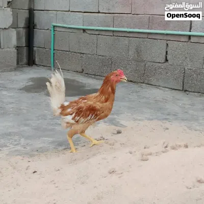 دجاج عرب للبيع 4