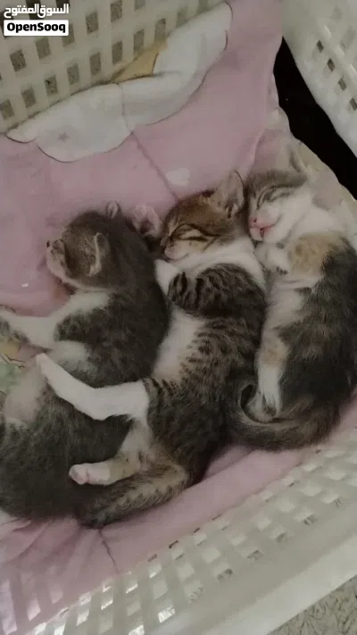 قطط ل التبني 3