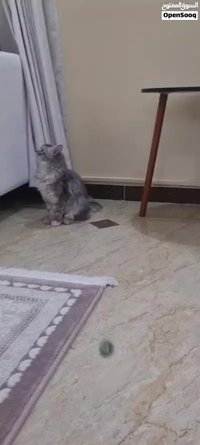 قطة شيرازية للبيع 4