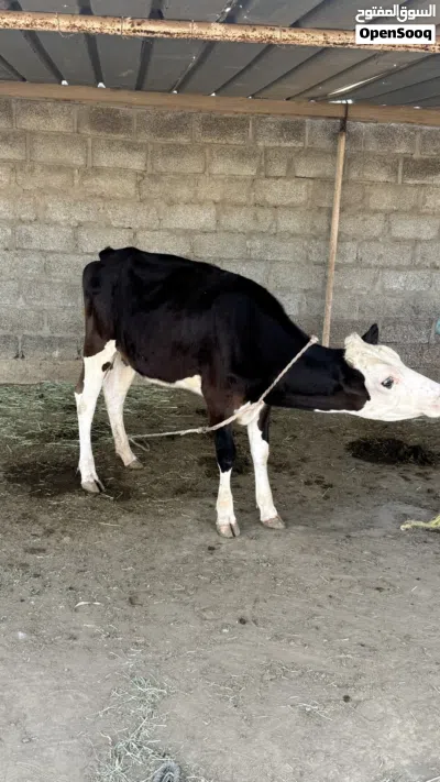 بقره نمساوي ظفاري 3