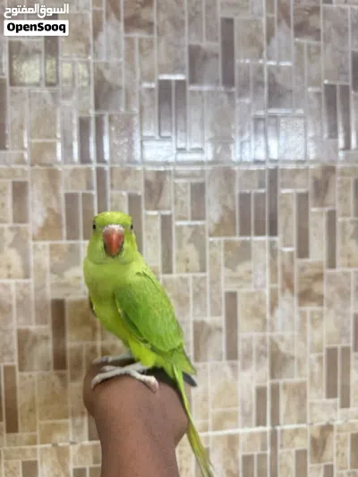بغبغاء دره أخضر السعر 18 3