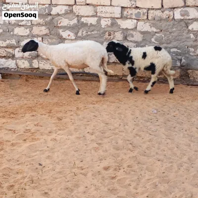 السلام عليكم نعجه تنيه تحتها فطيمه للبيع المكان تاجوراء 4