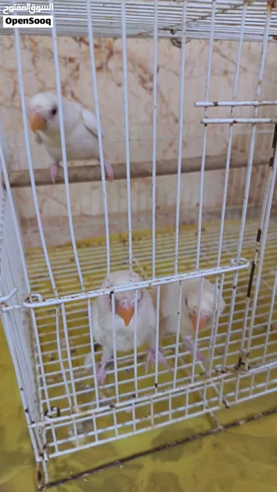 للبيع أزواج و فروخ البينو 2