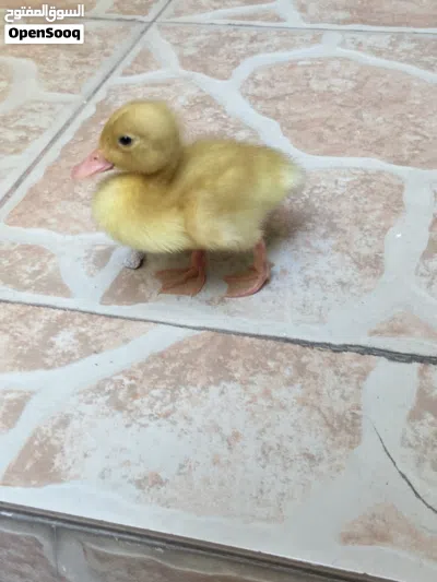 بط صغير أصفر 2