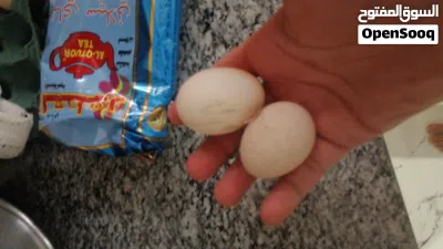 سيت فيومي مصري فضي 2