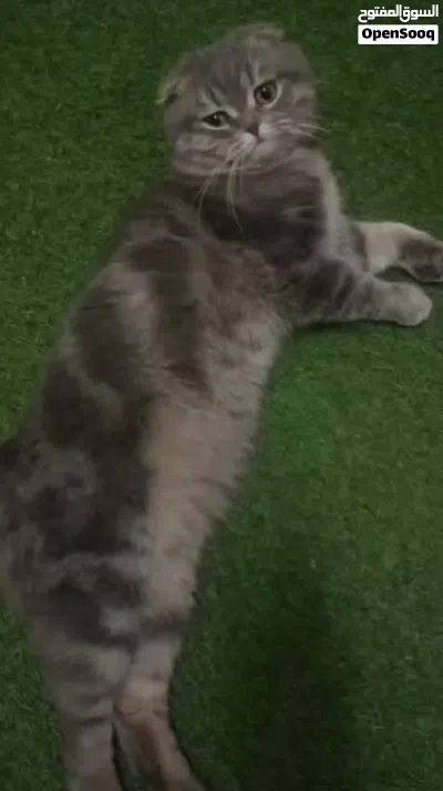 قط Scottish Fold سكوتش فولد 3